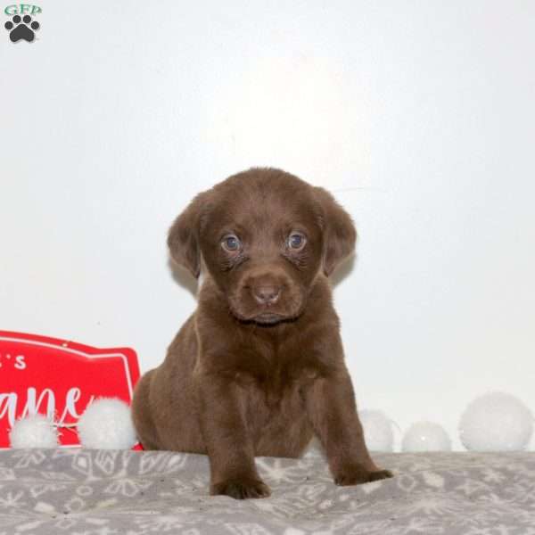 Tassel, Chocolate Labrador Retriever Puppy