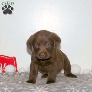 Tassel, Chocolate Labrador Retriever Puppy