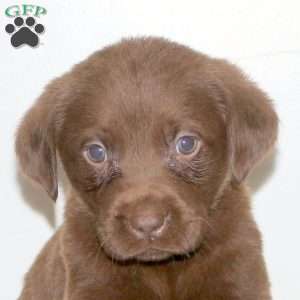 Tassel, Chocolate Labrador Retriever Puppy