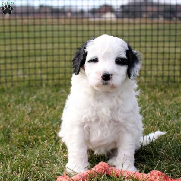 Taylor, Mini Bernedoodle Puppy