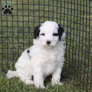 Taylor, Mini Bernedoodle Puppy