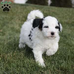 Taylor, Mini Bernedoodle Puppy