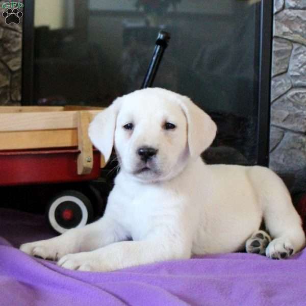 Teagan, Yellow Labrador Retriever Puppy