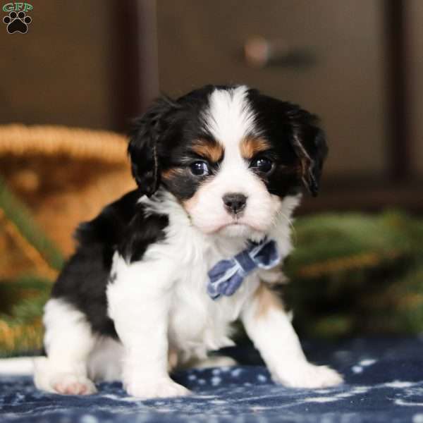 Teddy, Cavalier King Charles Spaniel Puppy