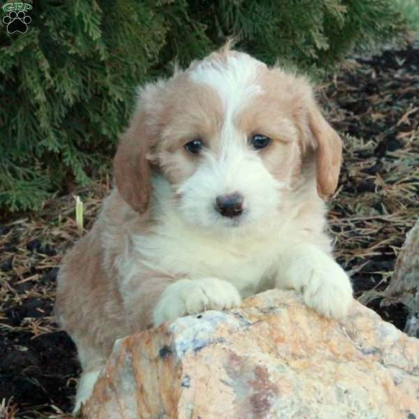 Teddy Bear, Mini Labradoodle Puppy