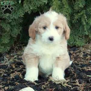 Teddy Bear, Mini Labradoodle Puppy