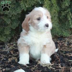 Teddy Bear, Mini Labradoodle Puppy