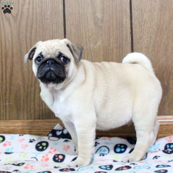 Teddy, Pug Puppy