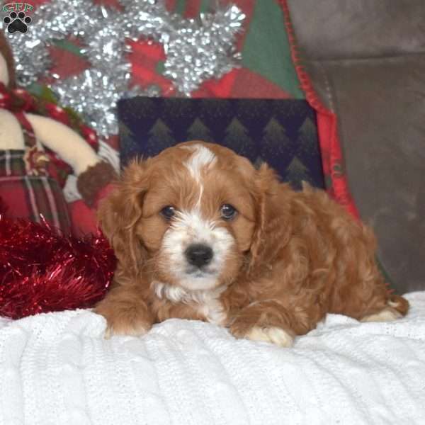 Teddy, Cavapoo Puppy