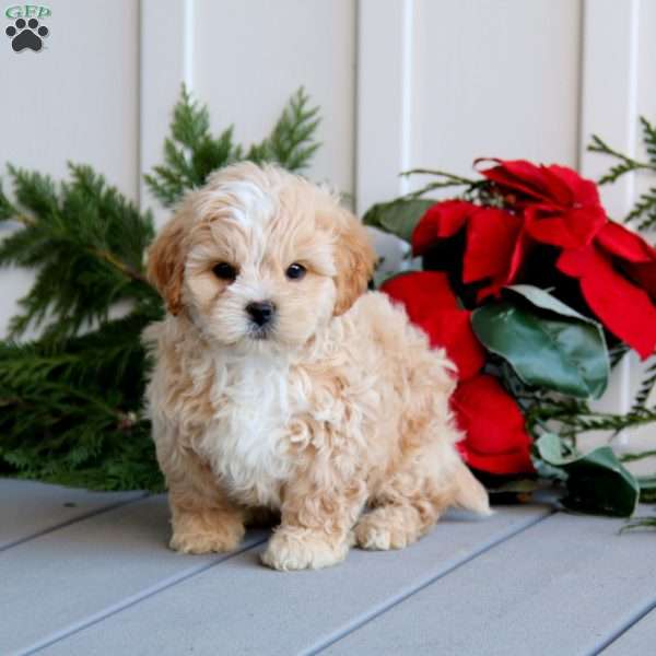 Teddy, Shih-Poo Puppy