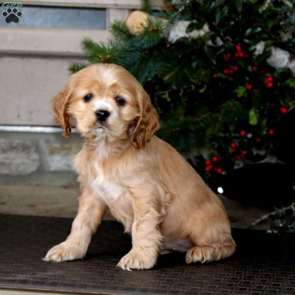 Teresa, Cocker Spaniel Puppy