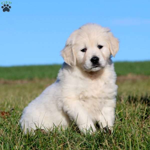 Teresa, English Cream Golden Retriever Puppy