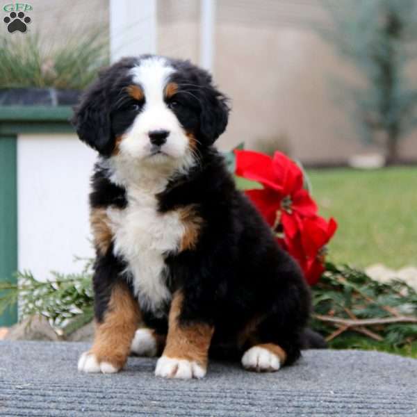 Teresa, Bernese Mountain Dog Puppy