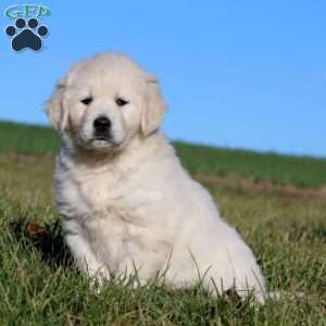 Teresa, English Cream Golden Retriever Puppy