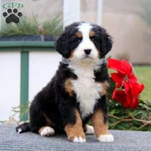 Teresa, Bernese Mountain Dog Puppy