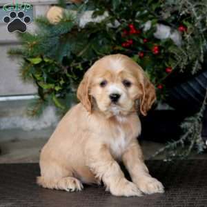 Teresa, Cocker Spaniel Puppy