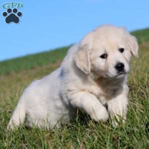 Teresa, English Cream Golden Retriever Puppy