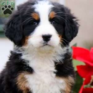 Teresa, Bernese Mountain Dog Puppy