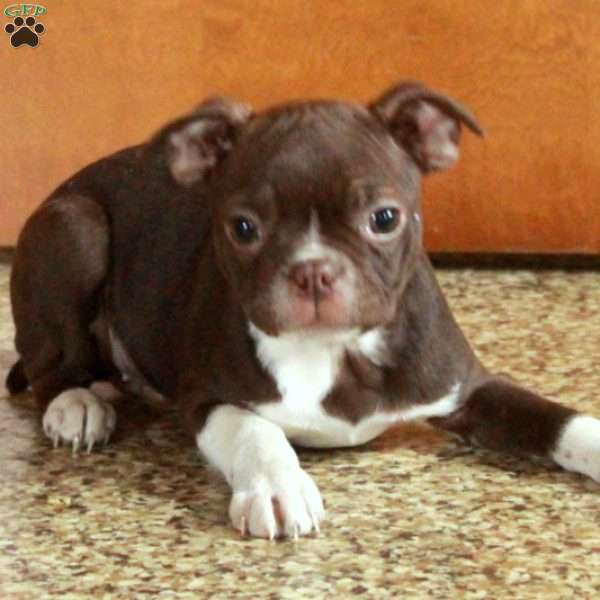 Tessa, Boston Terrier Puppy