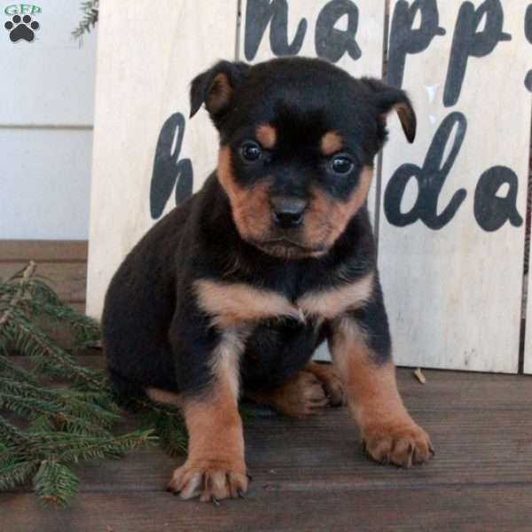 Tessa, Rottweiler Puppy