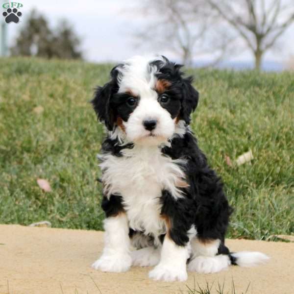 Tessa, Mini Bernedoodle Puppy