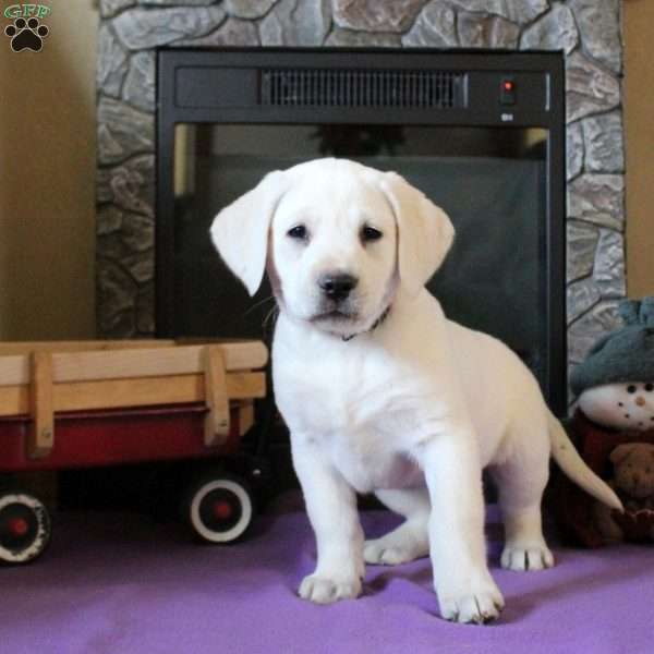 Tessa, Yellow Labrador Retriever Puppy