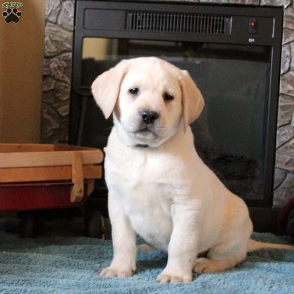 Thatcher, Yellow Labrador Retriever Puppy