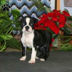 Thea, Boston Terrier Puppy