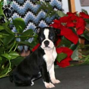 Thea, Boston Terrier Puppy