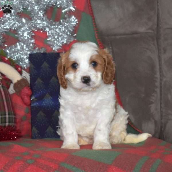 Theo, Cavapoo Puppy