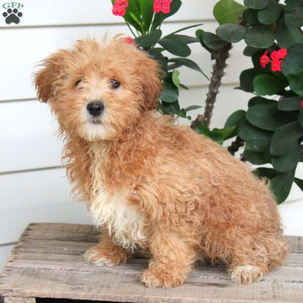 Thomas, Maltipoo Puppy