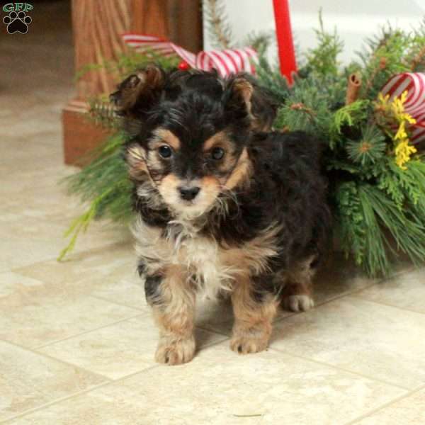 Thunder, Yorkie Poo Puppy