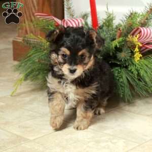 Thunder, Yorkie Poo Puppy