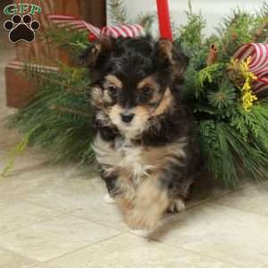 Thunder, Yorkie Poo Puppy