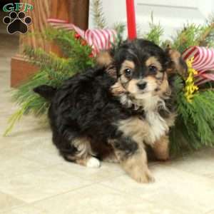 Thunder, Yorkie Poo Puppy