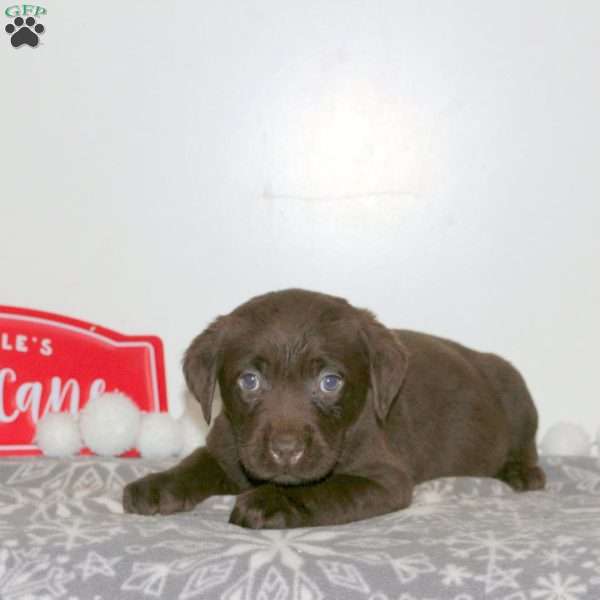 Tidbit, Chocolate Labrador Retriever Puppy