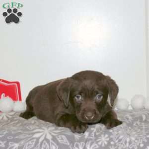 Tidbit, Chocolate Labrador Retriever Puppy