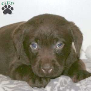 Tidbit, Chocolate Labrador Retriever Puppy