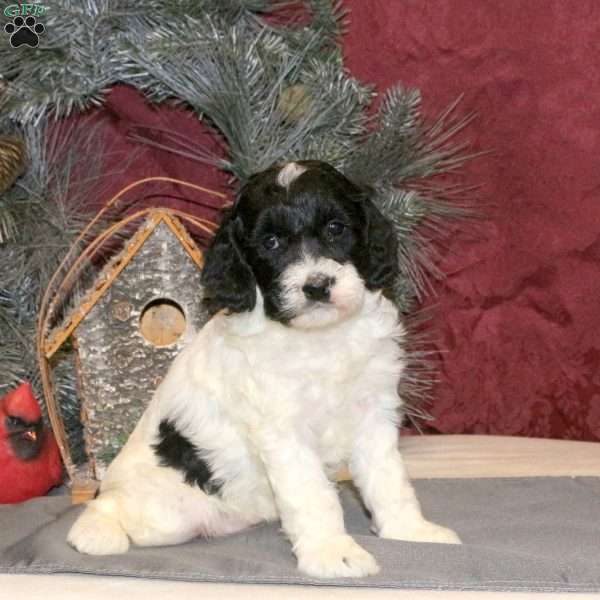 Tiffany, Cockapoo Puppy