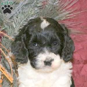 Tiffany, Cockapoo Puppy