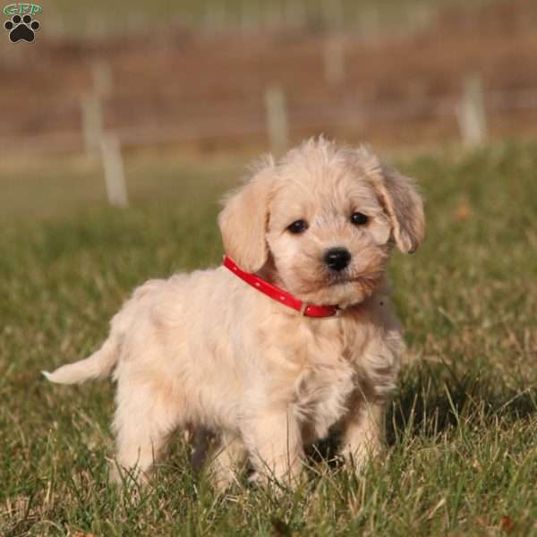 Tiger, Miniature Schnauzer Mix Puppy