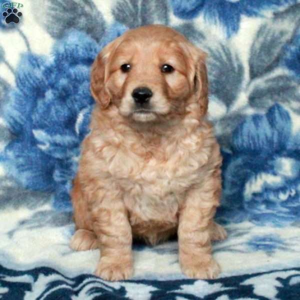 Tillie, Golden Retriever Puppy