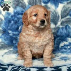 Tillie, Golden Retriever Puppy