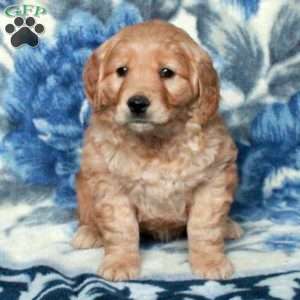 Tillie, Golden Retriever Puppy