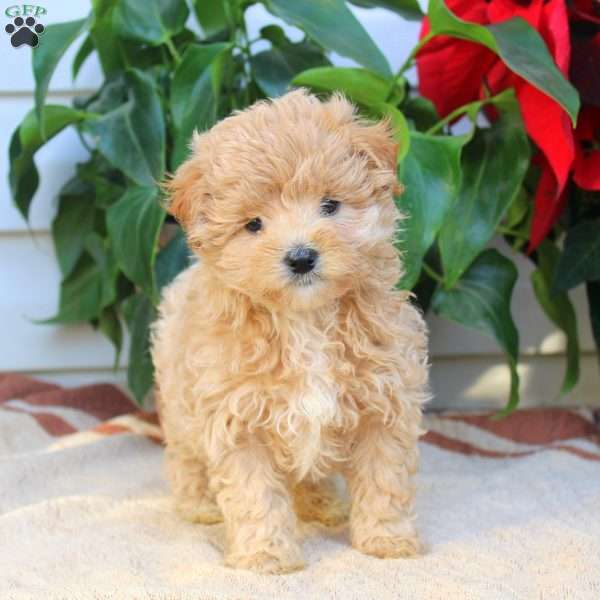 Tilly, Maltipoo Puppy