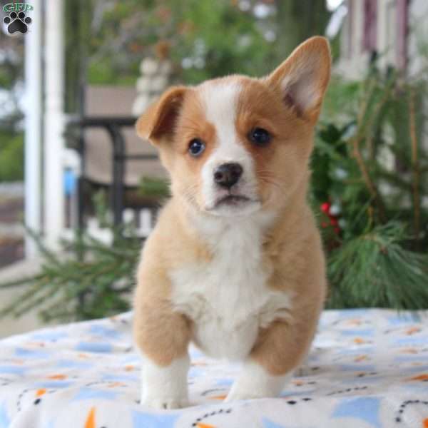 Tilly, Pembroke Welsh Corgi Puppy