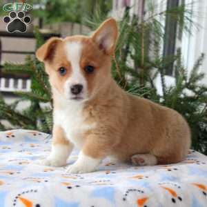 Tilly, Pembroke Welsh Corgi Puppy