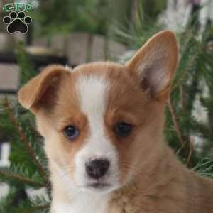 Tilly, Pembroke Welsh Corgi Puppy