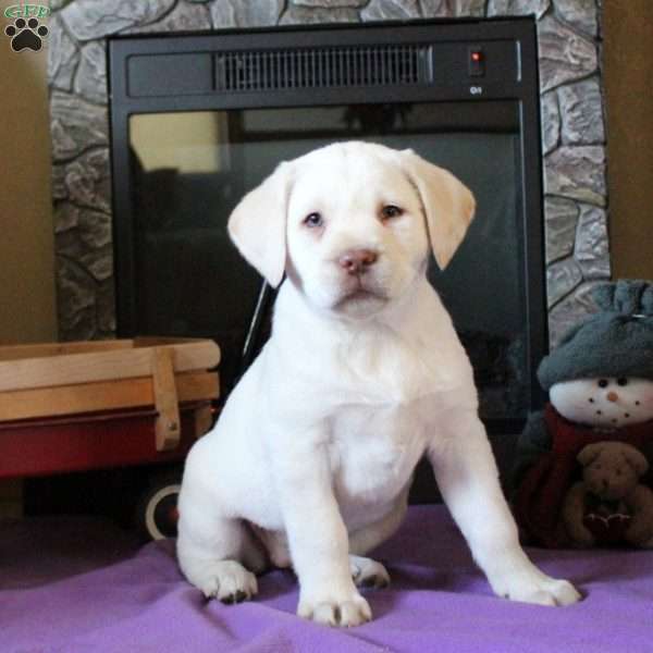 Tilly, Yellow Labrador Retriever Puppy