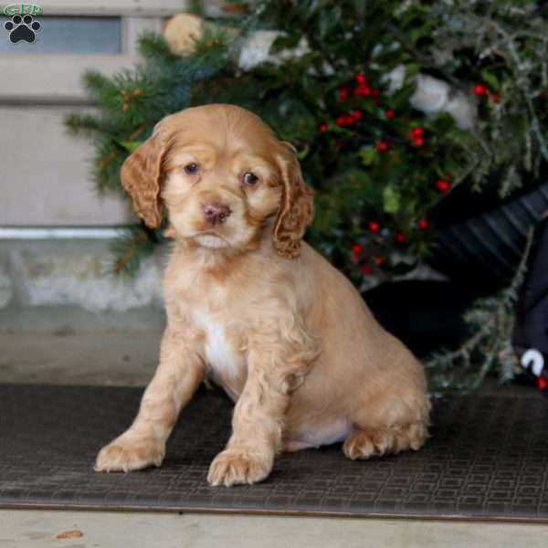 Timber, Cocker Spaniel Puppy